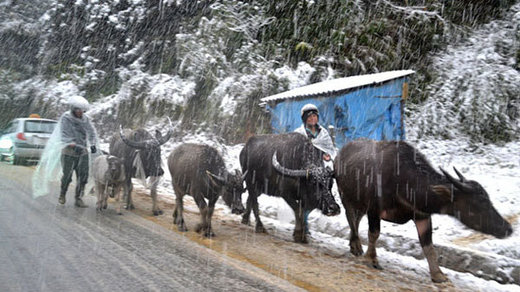 Cattle in snow
