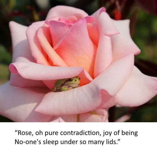 Nhấn để phóng to Ảnh