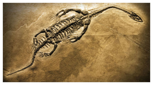 fossilized dinosaur