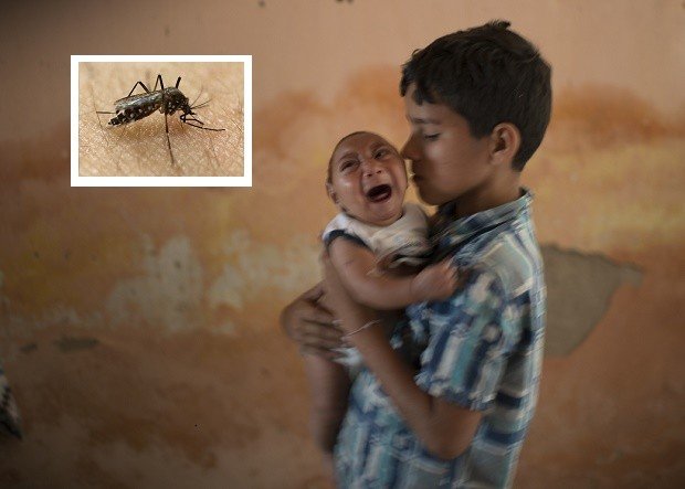 Zika virus and genetically modified mosquitos