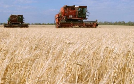 Russian grain harvest