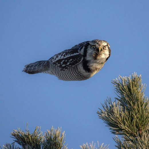 Torpedo owl