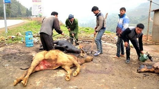 Dead buffalos due to cold weather in Vietnam