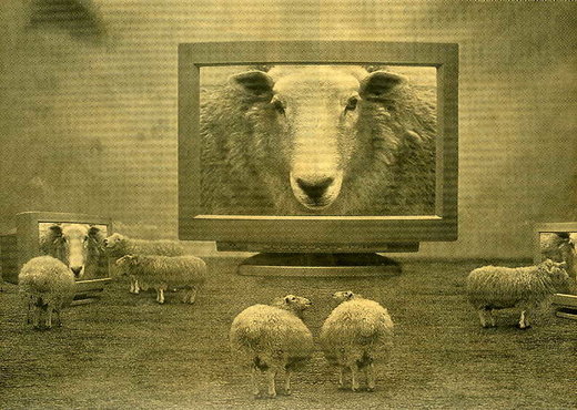 Sheep and TV