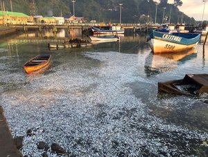 Mass fish kill in Queule river, Chile