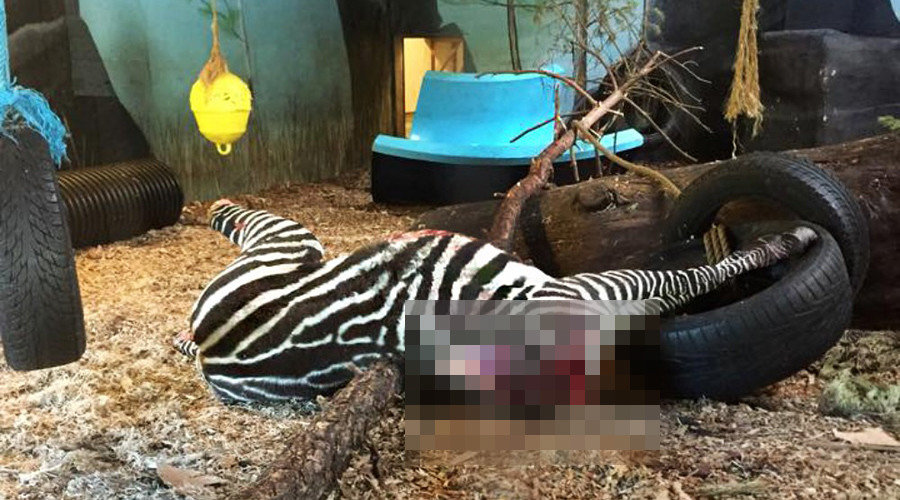 Beheaded zebra