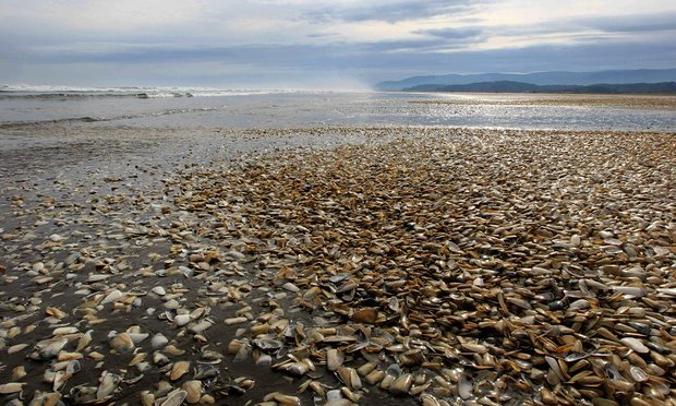 Mass clams dead in Chile