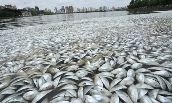 Mass fish kill in China