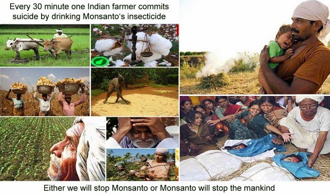 Indian farmers suicide Monsanto