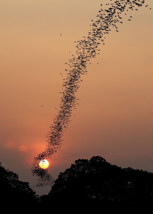Bat swarm