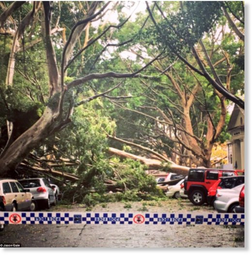The storms wreaked havoc across Sydney on Saturday, bringing down several trees in Napier Street, Paddington - resulting in thousands of dollars damage to parked cars