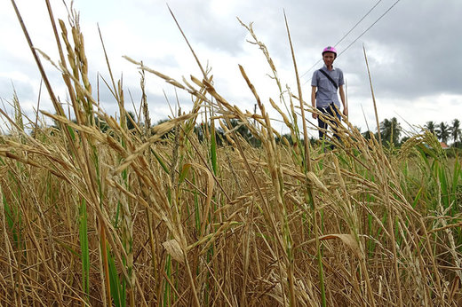 Rice crop dying due to water salination