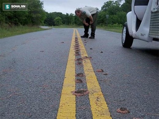Worms fallen from the sky