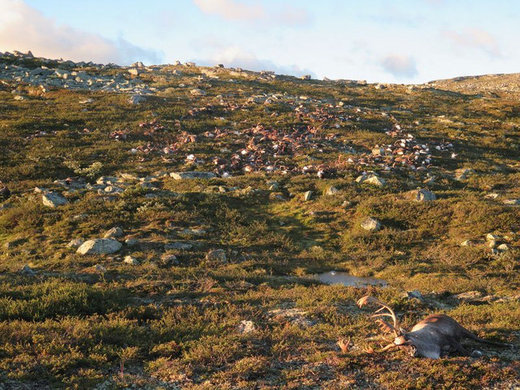 323 reindeers dead from lightning in Norway