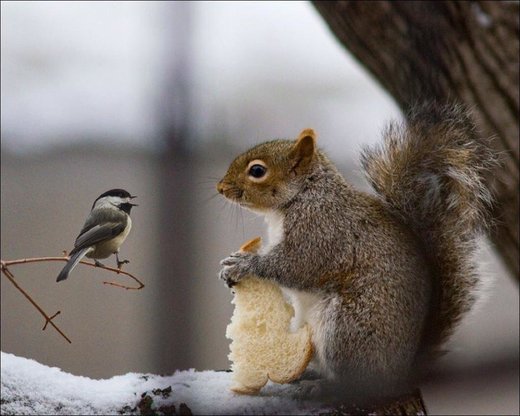 Squirrel and bird