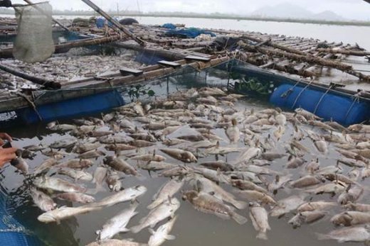 Mass fish kill in Ha Tinh, Vietnam