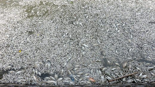 Mass fish kill in West Lake, Hanoi, Vietnam