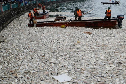 Mass fish kill at West Lake, Hanoi, Vietnam