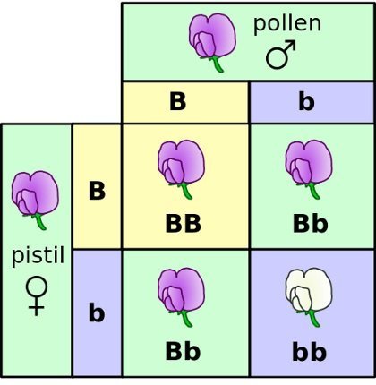 Mendel gene theory