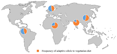 Nhấn để phóng to Mutazione genetica dovuta alla dieta vegetariana
