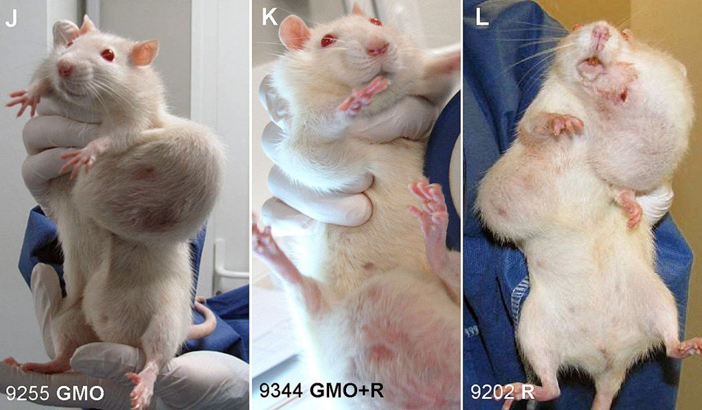 Mouse fed GMO