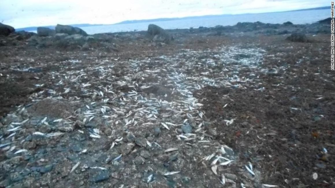 Mass fish kill in Nova Scotia 28/12/2016