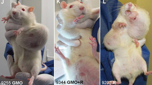 Tumors on mice fed GMO corns