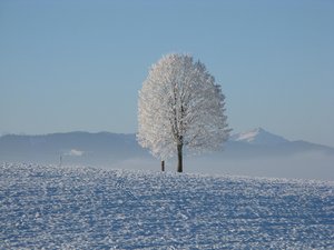 Snow tree