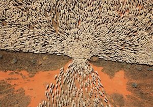 Sheep gate