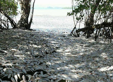 Thousands of dead sardines appeared on beaches across the Nicoya Peninsula Wednesday. 