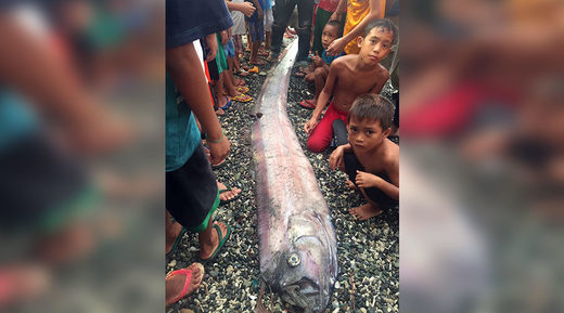 Mysterious oarfish sightings stoke earthquake fears in the Philippines (PHOTOS) February 19 2017