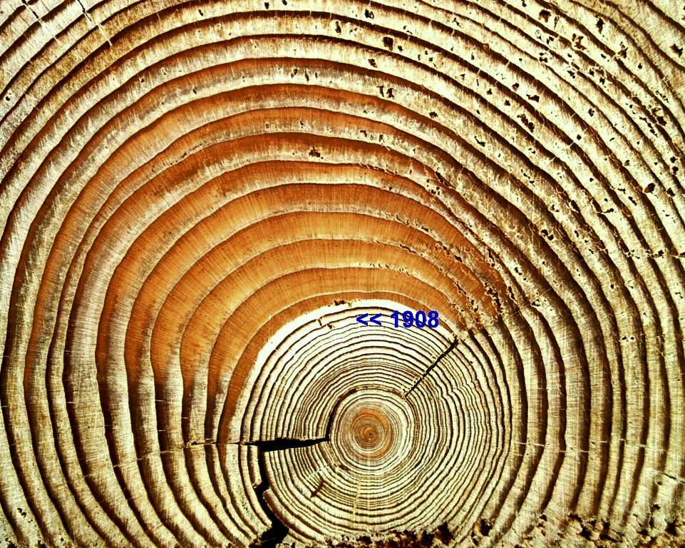 Figure 166: Tunguska tree ring enlargement