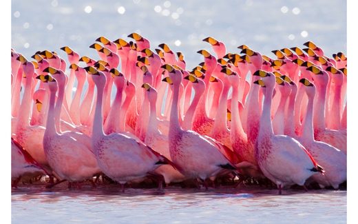 Pink flamingos