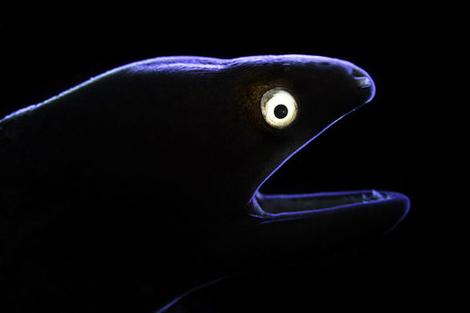 Liang Fu, Eel
