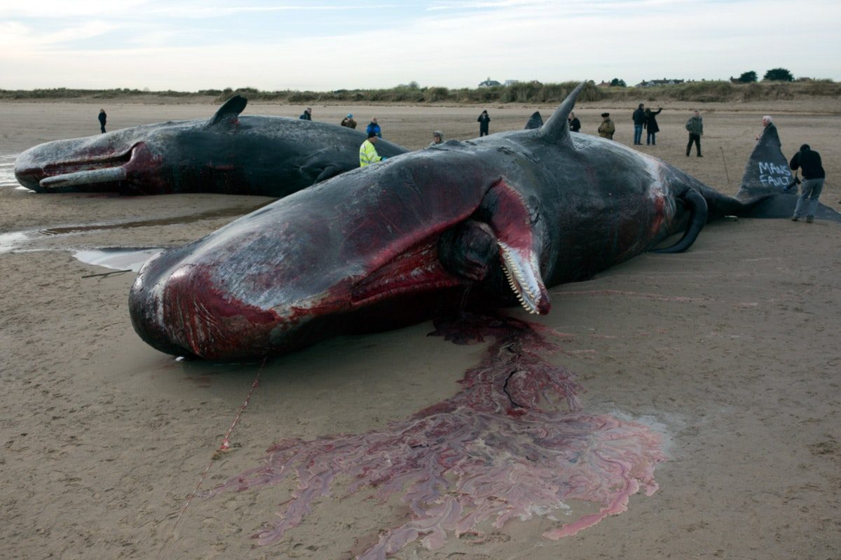 Beached Whales Sperm whales stranded at Skegness on England's North Sea coast in January 2016.