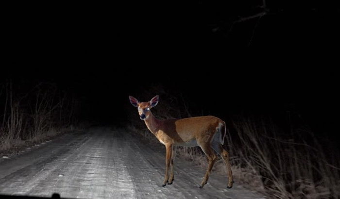 Deer in the headlight