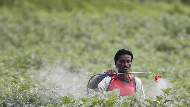 India pesticide spraying