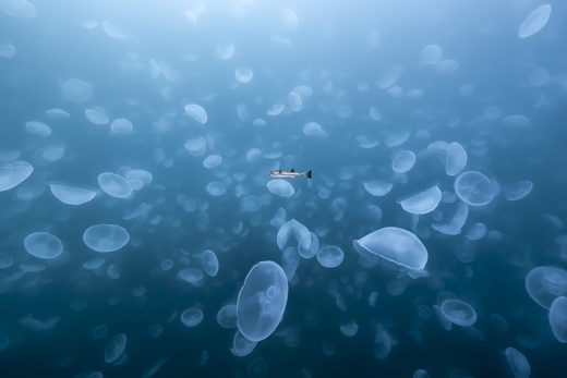 Oceans