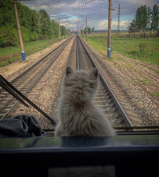 Nhấn để phóng to Cat train travel