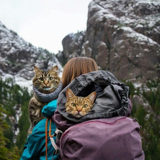 Nhấn để phóng to Hiking with cats