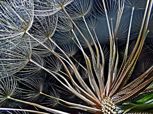 Nhấn để phóng to goatsbeard-flower-seeds Nikon Small World