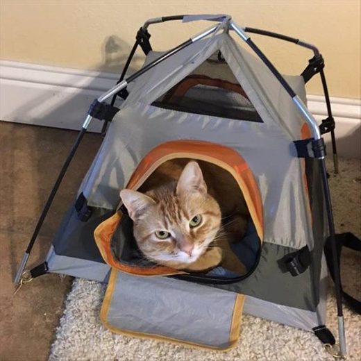 Cat in mini-tent