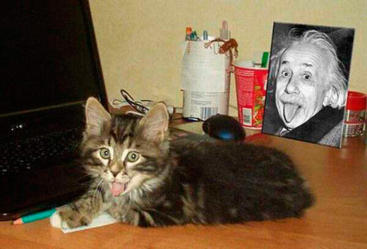 Cat and Einstein