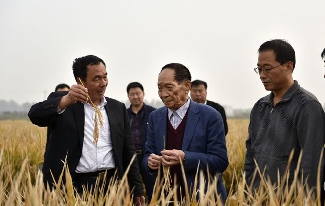Chinese scientist successfully grows rice with sea water