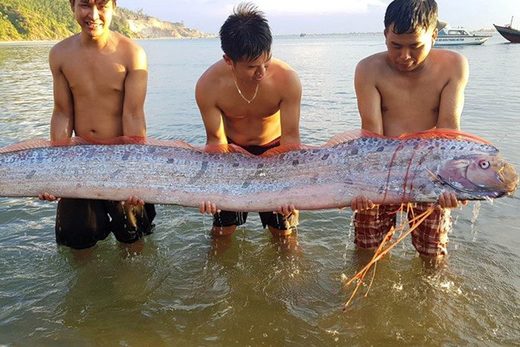 oarfish in Vietnam