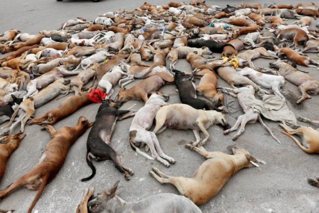 propaganda russia kill stray dogs before world cup