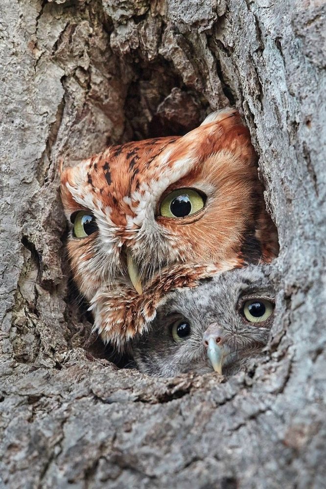 Nhấn để phóng to Eastern Screech Owls
