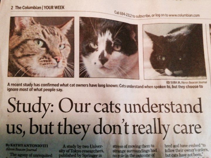 Nhấn để phóng to Our cats understand us