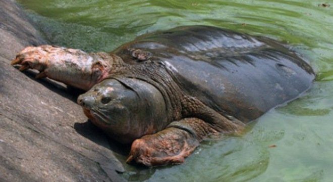 Giant soft shell turtle Rafetus swinhoei