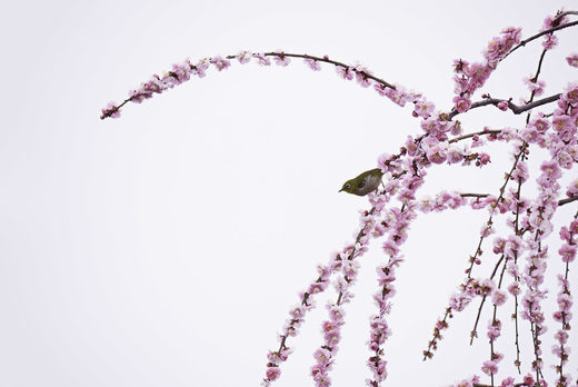 Songbird